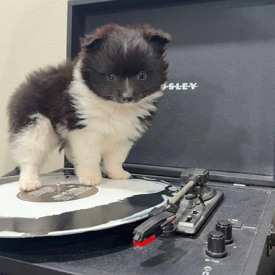 Mookie is registered to the contest to win money with this photo: kitten, cat, fluffy, black_and_white, pet, animal, turntable, record_player, vinyl_record, music, dj, indoors, portrait, standing, fur, ears, whiskers, audio_equipment, vintage, cute