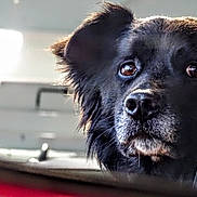 Hercules is registered to the contest to win money with this photo: dog, black_dog, close_up, car_window, pet, canine, animal, portrait, looking_out, reflection, fur, ears, snout, whiskers, expression, daylight, vehicle, window_frame, nostalgic, calm