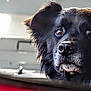 dog, black_dog, close_up, car_window, pet, canine, animal, portrait, looking_out, reflection, fur, ears, snout, whiskers, expression, daylight, vehicle, window_frame, nostalgic, calm