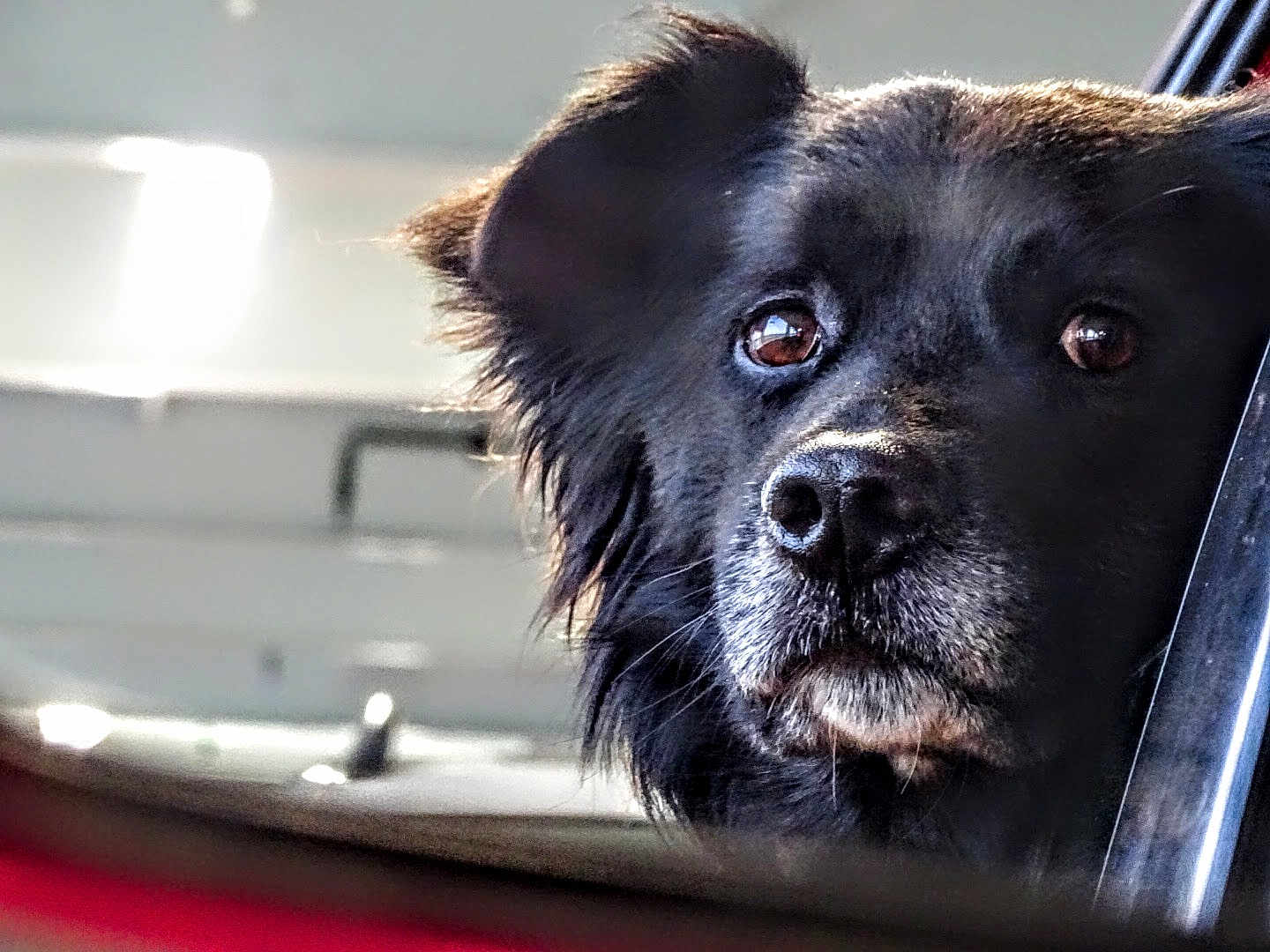 Hercules is registered to the contest to win money with this photo: dog, black_dog, close_up, car_window, pet, canine, animal, portrait, looking_out, reflection, fur, ears, snout, whiskers, expression, daylight, vehicle, window_frame, nostalgic, calm