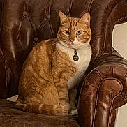 Isidore a rejoint le concours — aidez-le/la à gagner de superbes lots ! cat, orange_tabby, pet, animal, leather_chair, furniture, indoor, domestic, portrait, sitting, fur, whiskers, collar, tag, cute, relaxed, eyes, face, home, cozy