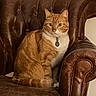 cat, orange_tabby, pet, animal, leather_chair, furniture, indoor, domestic, portrait, sitting, fur, whiskers, collar, tag, cute, relaxed, eyes, face, home, cozy