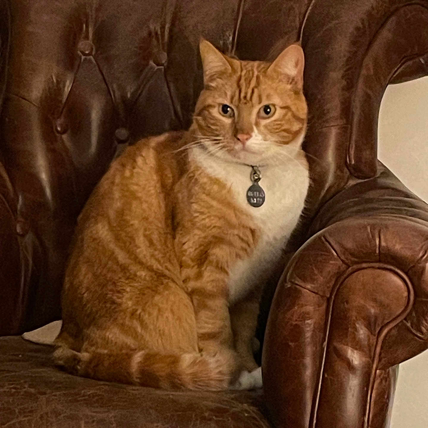 Isidore a rejoint le concours — aidez-le/la à gagner de superbes lots ! cat, orange_tabby, pet, animal, leather_chair, furniture, indoor, domestic, portrait, sitting, fur, whiskers, collar, tag, cute, relaxed, eyes, face, home, cozy