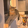 cat, tabby_cat, windowsill, sunlight, shadow, bag, household_items, window, wall, tail, fur, pets, animal, relaxing, indoor, daylight, orange_light, resting, calm, feline