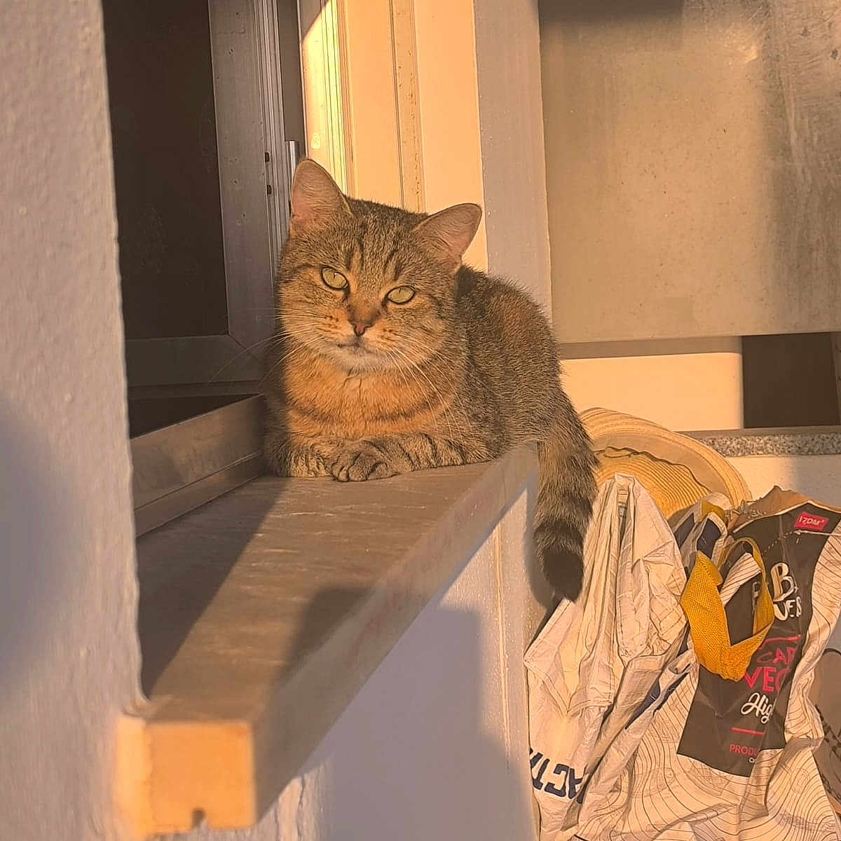 Nini participe au concours pour gagner de l'argent avec cette photo : animal, bag, calm, cat, daylight, feline, fur, household_items, indoor, orange_light, pets, relaxing, resting, shadow, sunlight, tabby_cat, tail, wall, window, windowsill