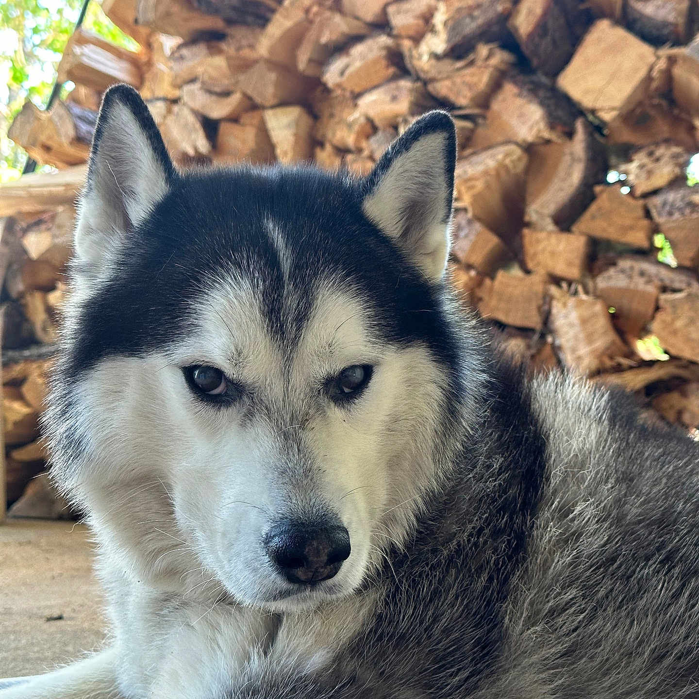 Mako is registered to the contest to win money with this photo: animal, brick, canine, dog, eskimodog, flagstone, husky, path, pet, puppy, rock, rubble, slate, walkway, whitedog, wolf, wood