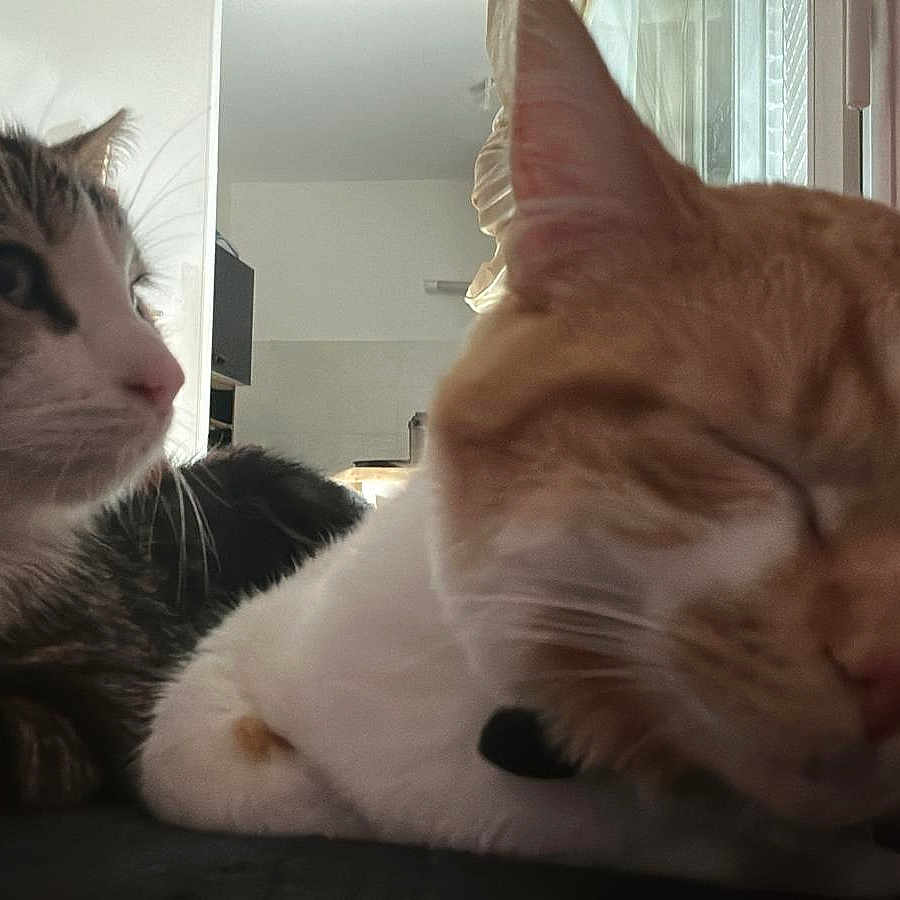 Machi Et Tigru participe au concours pour gagner de l'argent avec cette photo : abyssinian, animal, architecture, building, cat, computerhardware, couch, electronics, furniture, hardware, head, indoors, kitten, livingroom, manx, monitor, person, pet, room, screen