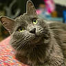 animal, cat, close_up, colorful_background, curious, cute, domestic_cat, feline, fluffy, fur, gray_cat, indoor, pet, portrait, relaxed, resting, soft_focus, texture, whiskers, yellow_eyes