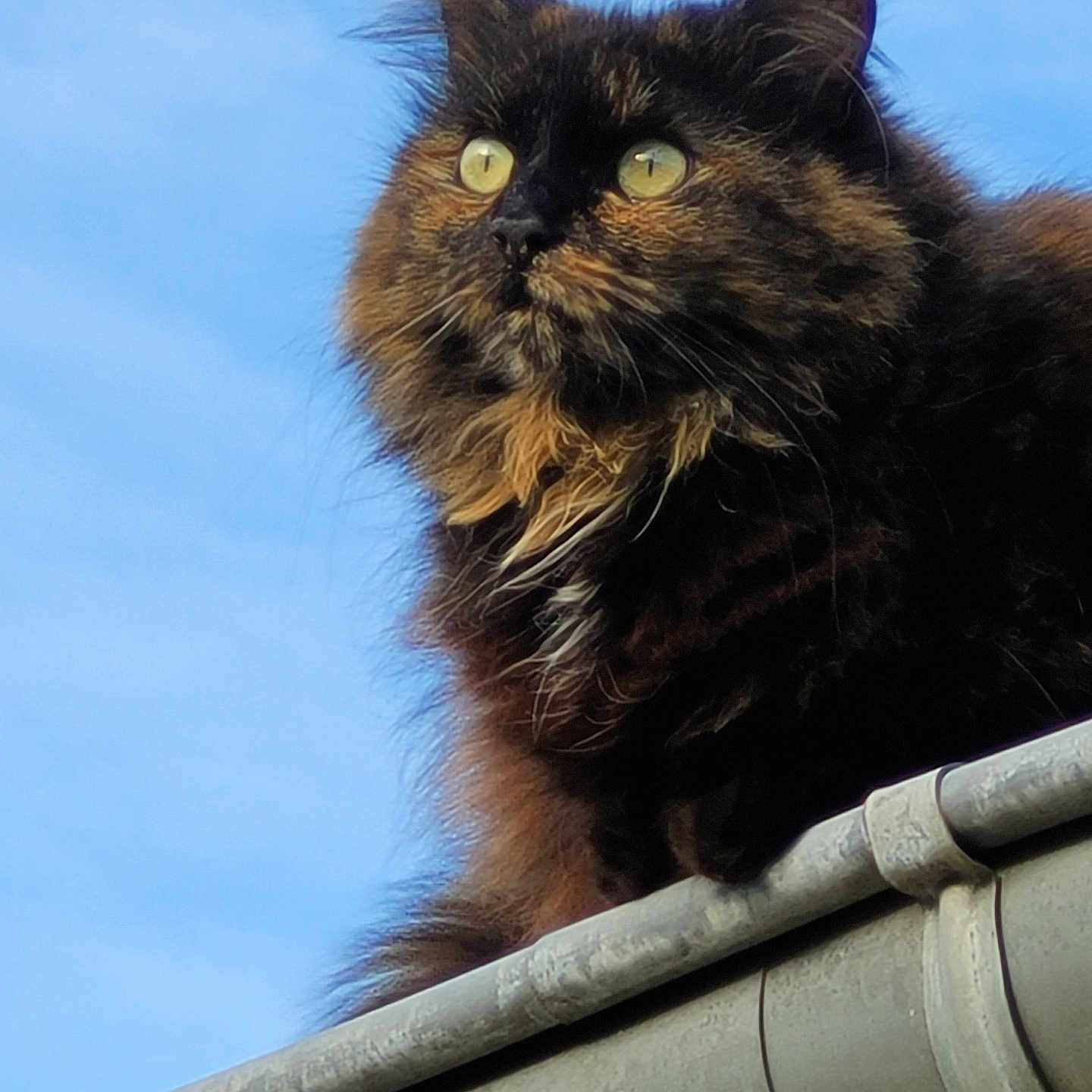 Oméga participe au concours pour gagner de l'argent avec cette photo : abyssinian, angora, animal, architecture, blackcat, brasssection, building, cat, horn, house, housing, kitten, manx, musicalinstrument, pet, roof