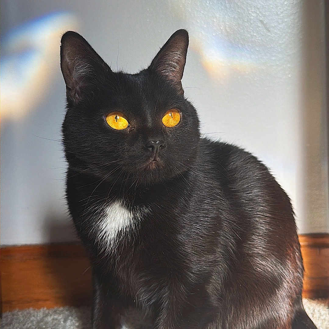 Snowball Ii joined the competition — help win amazing prizes! amber_eyes, attentive, black_cat, carpet, cat, closeup, ears, fur, indoor, paw, pet, portrait, prism_rainbow, shadow, sitting, sunlight, wall, whiskers, white_chest, wood_baseboard