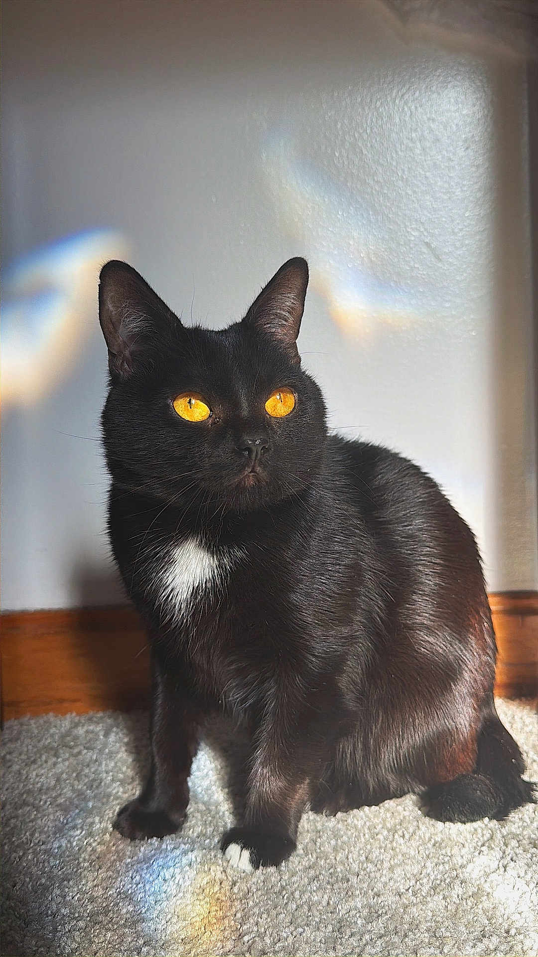 Snowball Ii joined the competition — help win amazing prizes! cat, black_cat, amber_eyes, white_chest, indoor, carpet, wood_baseboard, sunlight, prism_rainbow, portrait, pet, whiskers, sitting, fur, closeup, attentive, ears, paw, shadow, wall