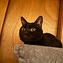 black_cat, cat, pet, feline, yellow_eyes, wide_eyes, closeup, portrait, indoor, wooden_background, plush_perch, cat_tree, whiskers, curious, ears, fur, sitting, looking_up, cozy, portrait_lighting