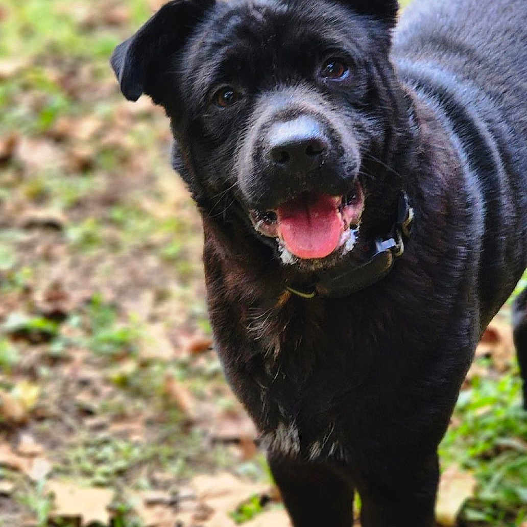 Bear a rejoint le concours — aidez-le/la à gagner de superbes lots ! animal, autumn, black_dog, canine, collar, dog, ears, friendly, fur, grass, happy, leaves, muzzle, nature, outdoor, pet, portrait, smiling, standing, tongue