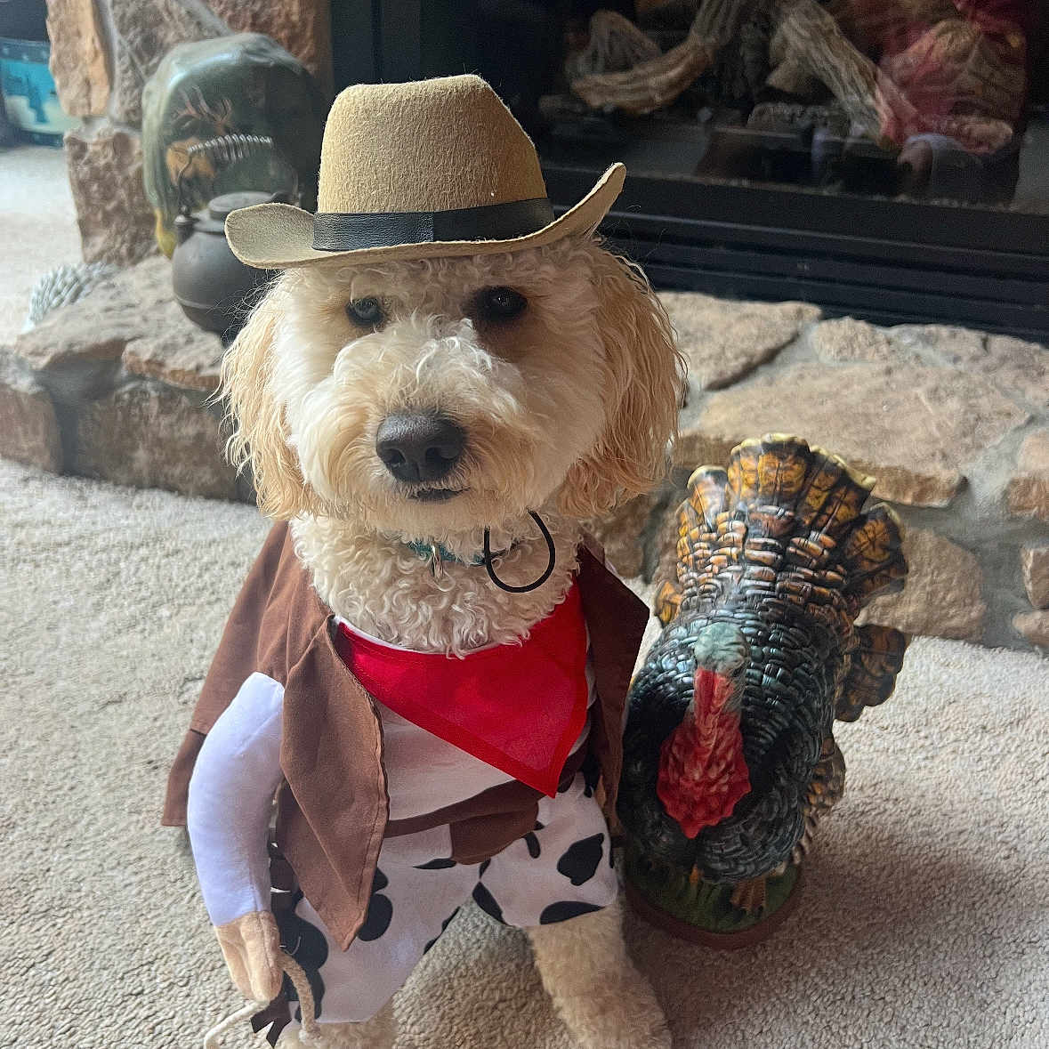 Jax joined the competition — help win amazing prizes! animal, bandana, carpet, costume, cowboy, cute, decor, dog, fireplace, funny, furry, hat, holiday, indoor, pet, portrait, posing, stone_wall, toy, turkey_statue