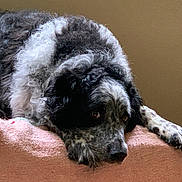 Benny is registered to the contest to win money with this photo: dog, black_and_white, curly_fur, lying_down, blanket, indoor, pet, canine, resting, fur, animal, side_view, close_up, calm, expression, pink, beige_background, domestic_animal, mammal, cute