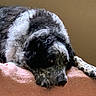 dog, black_and_white, curly_fur, lying_down, blanket, indoor, pet, canine, resting, fur, animal, side_view, close_up, calm, expression, pink, beige_background, domestic_animal, mammal, cute