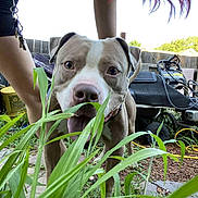 Zeus joined the competition — help win amazing prizes! dog, pit_bull, grass, outdoor, backyard, person, keys, lawnmower, fence, greenery, tongue_out, canine, pet, playful, garden_tools, plants, summer, daylight, curious, candid