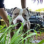 dog, pit_bull, grass, outdoor, backyard, person, keys, lawnmower, fence, greenery, tongue_out, canine, pet, playful, garden_tools, plants, summer, daylight, curious, candid