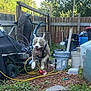 Zeus is registered to the contest to win money with this photo: dog, running, backyard, fence, grass, bucket, garden_tools, shovel, lawnmower, plastic_container, wood, wire, outdoor, playful, pet, canine, daylight, yard, nature, excited
