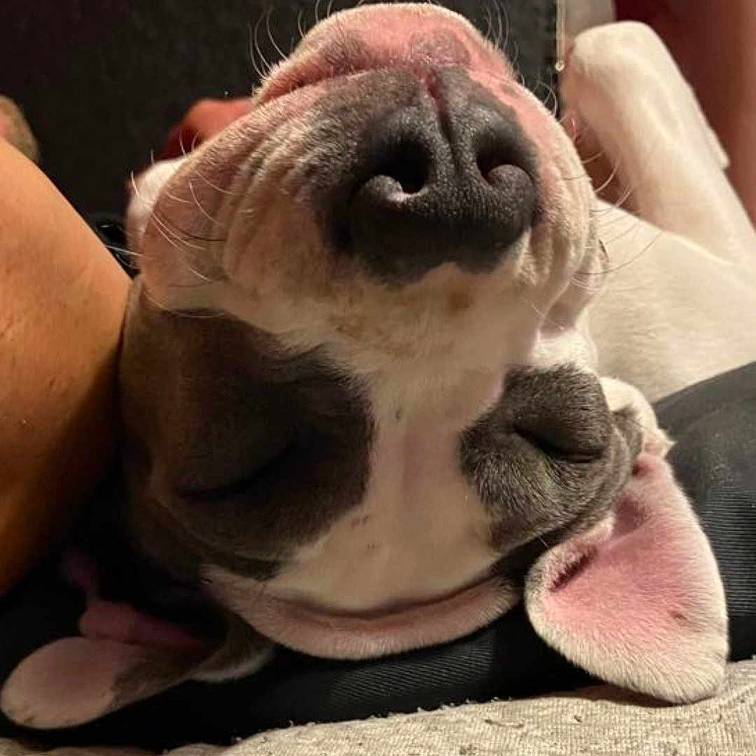 Laydee is registered to the contest to win money with this photo: animal, close_up, cute, dog, domestic_animal, ears, fur, head, indoors, lying_down, muzzle, nose, pet, pink_ear, portrait, relaxed, resting, sleeping, snout, whiskers