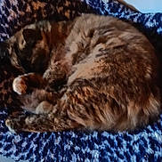 Glouglou participe au concours pour gagner de l'argent avec cette photo : cat, sleeping, blanket, chair, feline, pet, resting, fur, indoor, cozy, comfort, animal, domestic, tabby, curled_up, soft, texture, relaxation, quiet, napping