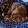 cat, sleeping, blanket, chair, feline, pet, resting, fur, indoor, cozy, comfort, animal, domestic, tabby, curled_up, soft, texture, relaxation, quiet, napping