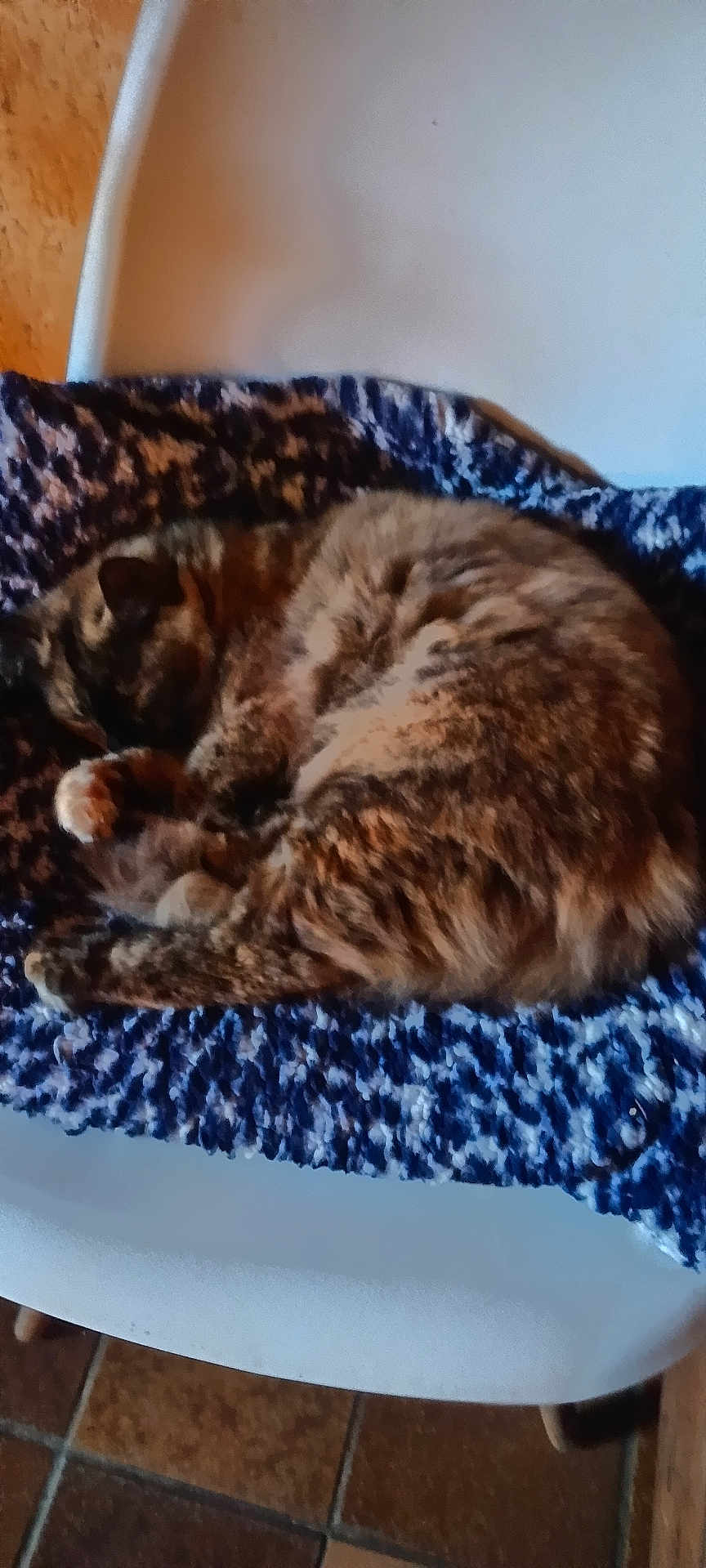 Glouglou participe au concours pour gagner de l'argent avec cette photo : cat, sleeping, blanket, chair, feline, pet, resting, fur, indoor, cozy, comfort, animal, domestic, tabby, curled_up, soft, texture, relaxation, quiet, napping