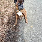 Luchy participe au concours pour gagner de l'argent avec cette photo : dog, boxer, brindle, sitting, road, asphalt, leaves, trees, outdoor, nature, quiet, rural, canine, pet, collar, chain, sidewalk, animal, brown, white