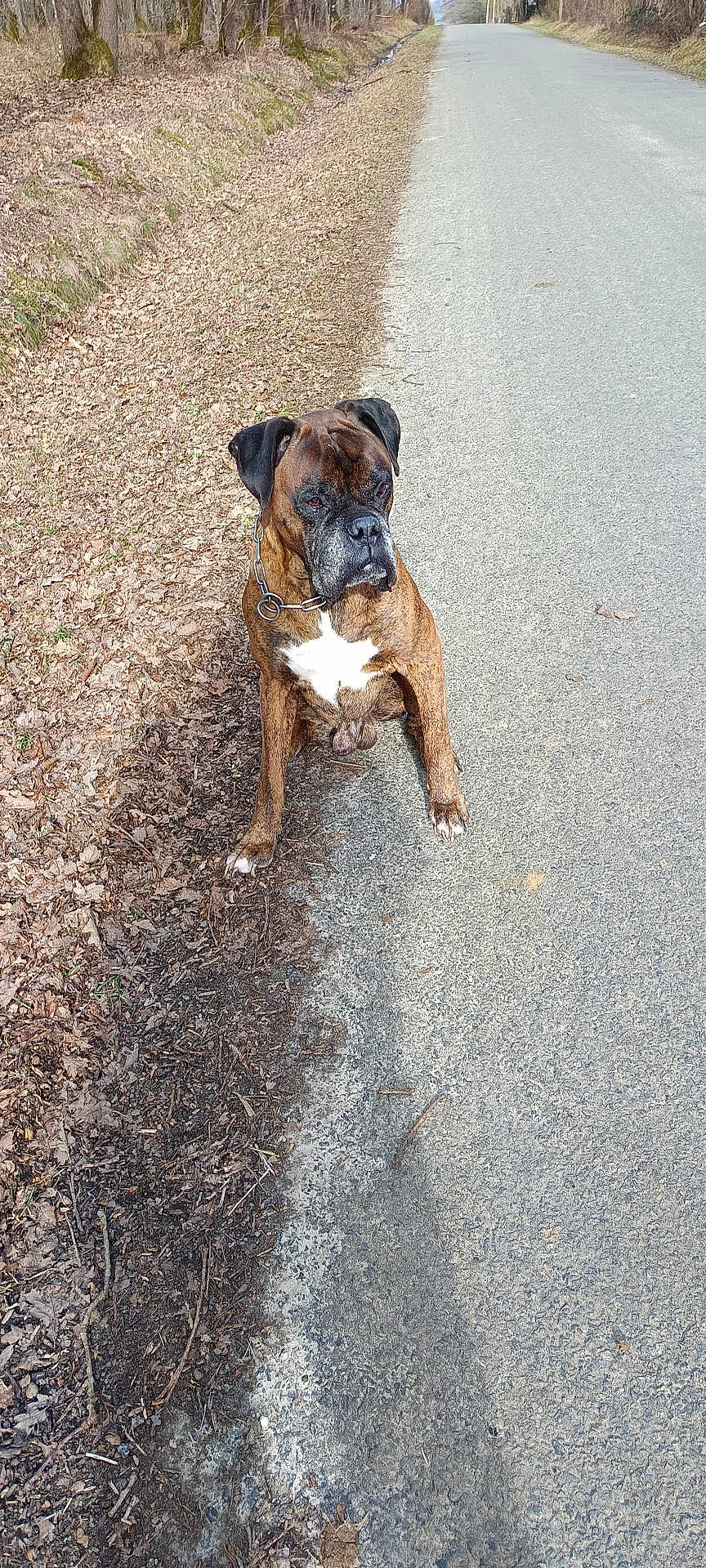 Luchy participe au concours pour gagner de l'argent avec cette photo : dog, boxer, brindle, sitting, road, asphalt, leaves, trees, outdoor, nature, quiet, rural, canine, pet, collar, chain, sidewalk, animal, brown, white