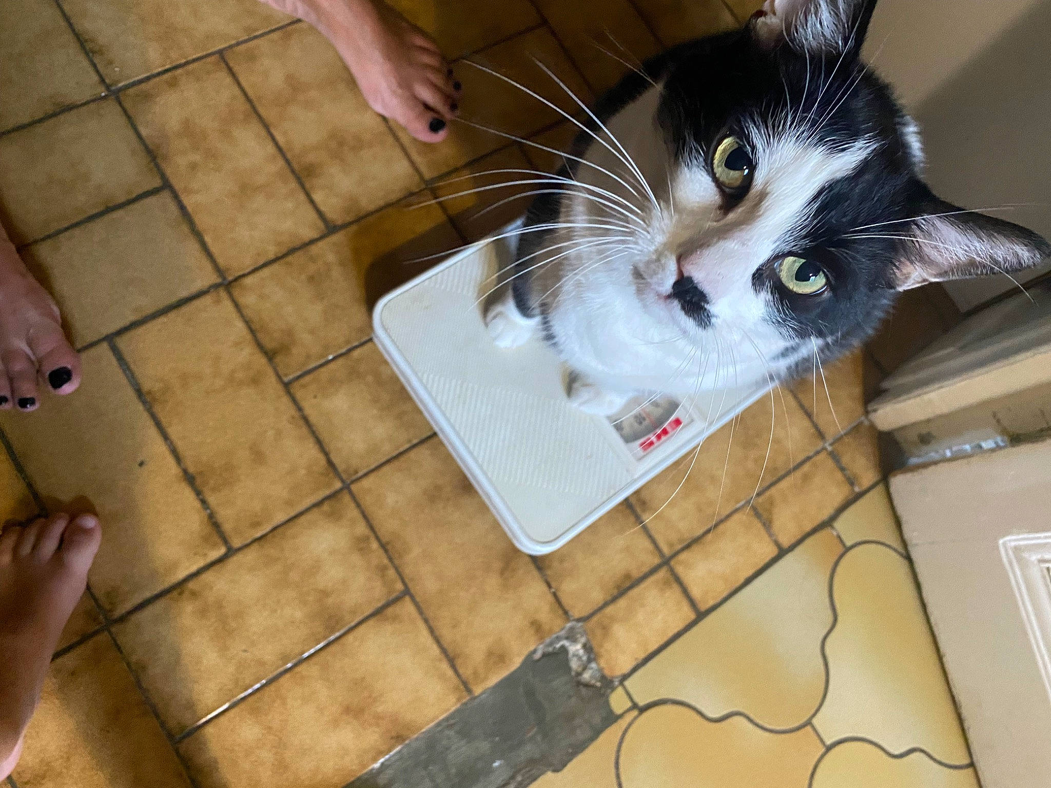 Fripouille a rejoint le concours — aidez-le/la à gagner de superbes lots ! box, cardboard, carnivore, cat, domestic_short_haired_cat, felidae, floor, flooring, foot, fur, hardwood, home_appliance, human_leg, leg, paw, small_to_medium_sized_cats, snout, tail, whiskers, wood