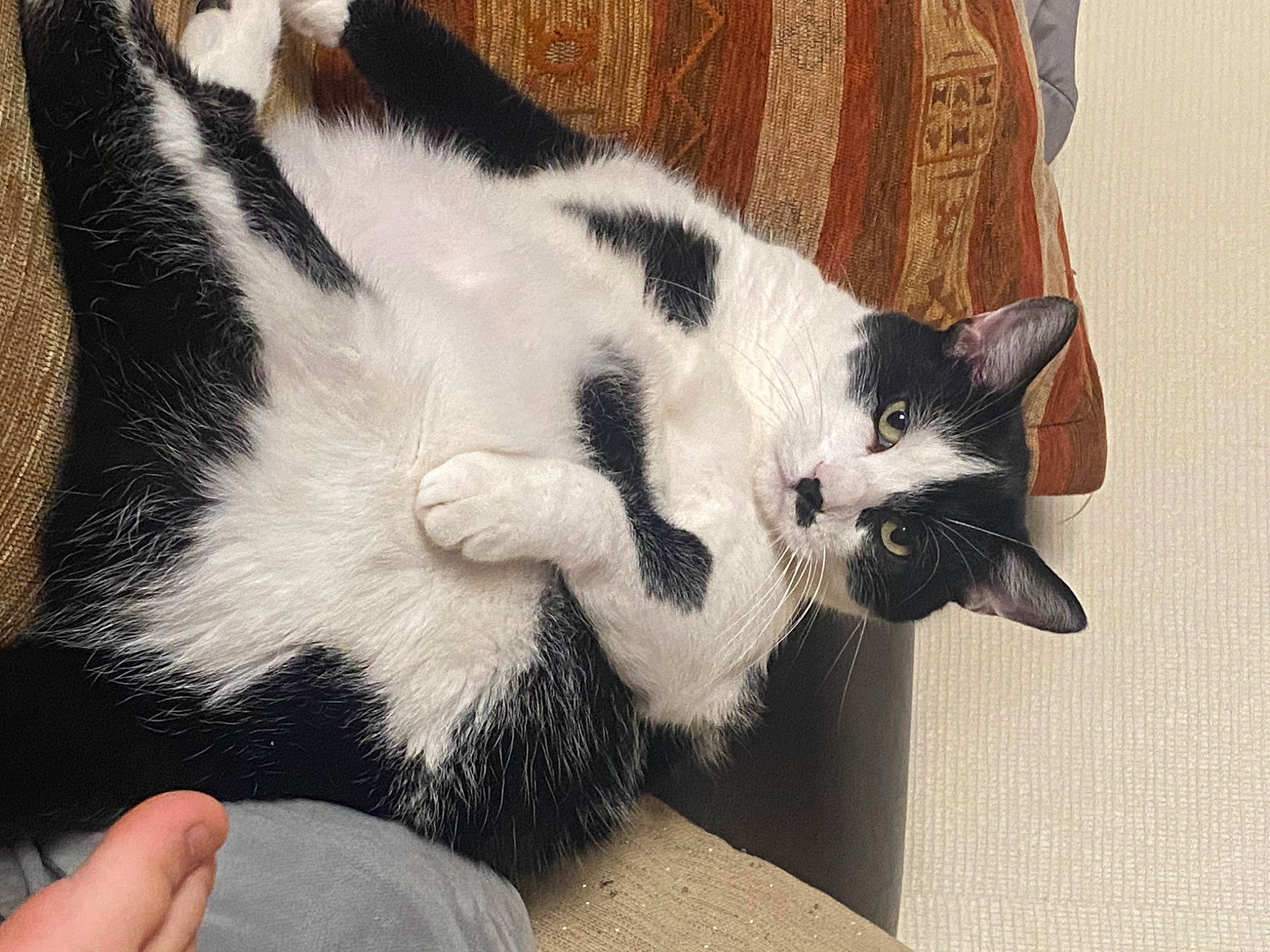 Fripouille a rejoint le concours — aidez-le/la à gagner de superbes lots ! carnivore, cat, claw, comfort, domestic_short_haired_cat, felidae, foot, formal_wear, fur, nail, paw, small_to_medium_sized_cats, snout, tail, terrestrial_animal, whiskers