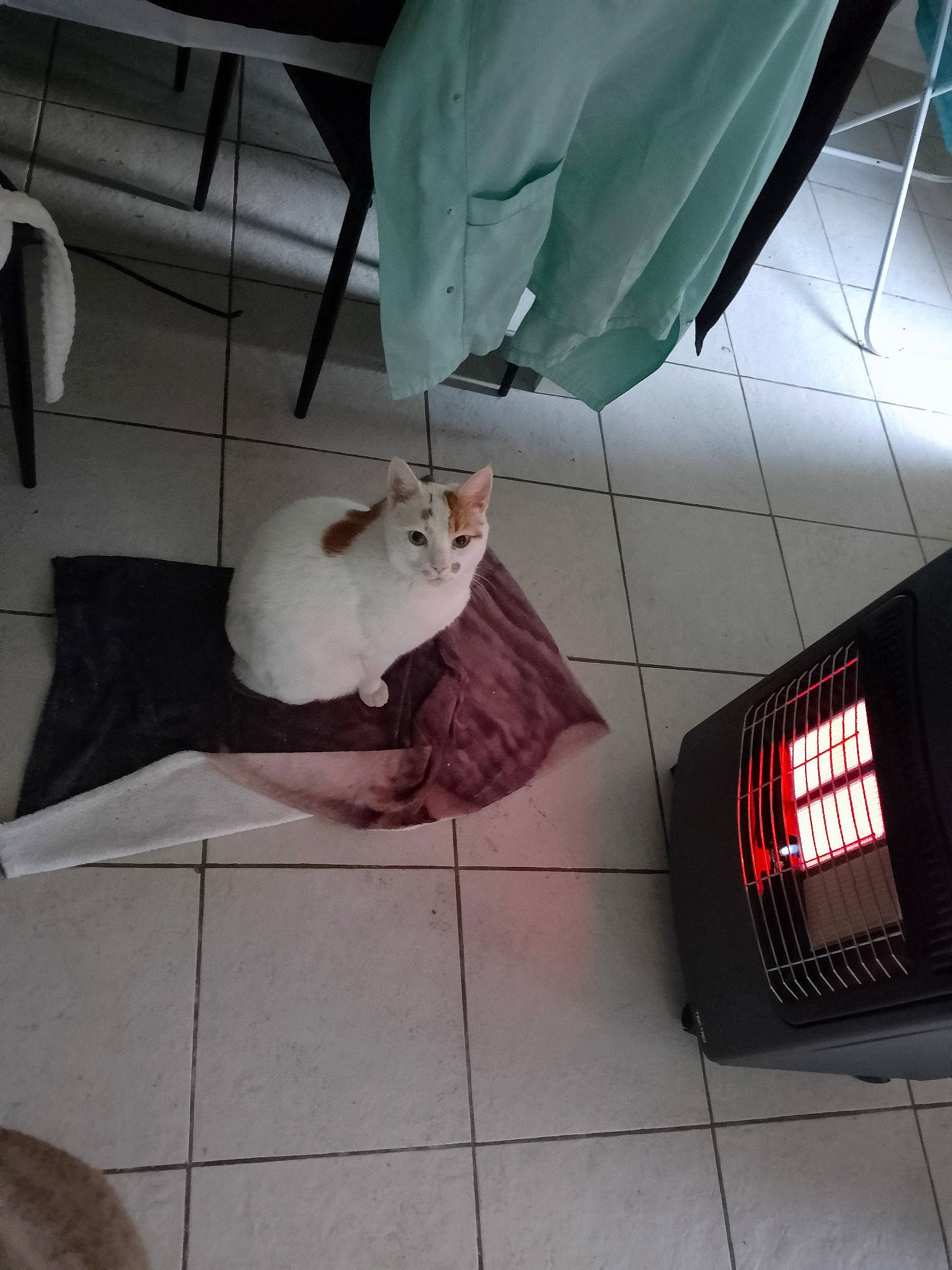 Manou participe au concours pour gagner de l'argent avec cette photo : automotive_exterior, automotive_lighting, automotive_parking_light, automotive_tail_brake_light, automotive_tire, carnivore, cat, companion_dog, domestic_short_haired_cat, felidae, fender, floor, flooring, gas, hardwood, room, small_to_medium_sized_cats, tail, tints_and_shades, whiskers