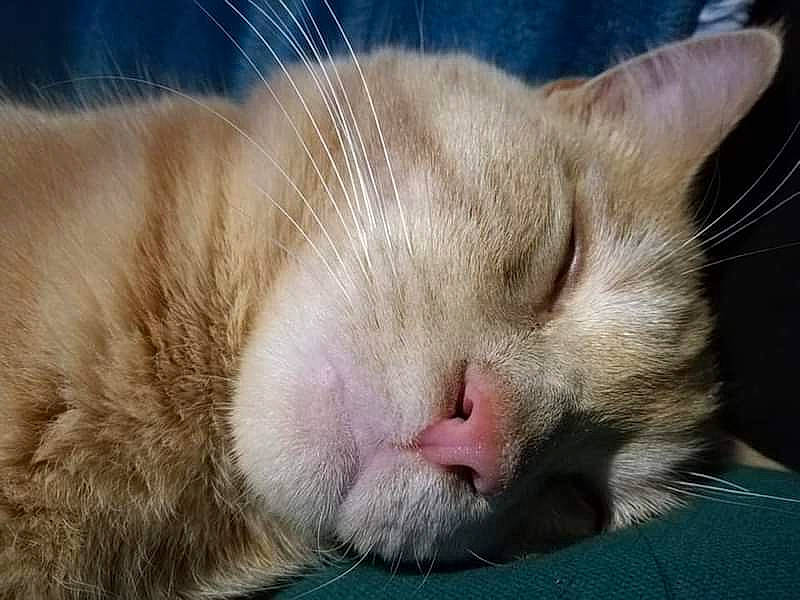 Wapy a rejoint le concours — aidez-le/la à gagner de superbes lots ! carnivore, cat, close_up, comfort, domestic_short_haired_cat, fawn, felidae, fur, nap, skin, sleep, small_to_medium_sized_cats, snout, vertebrate, whiskers