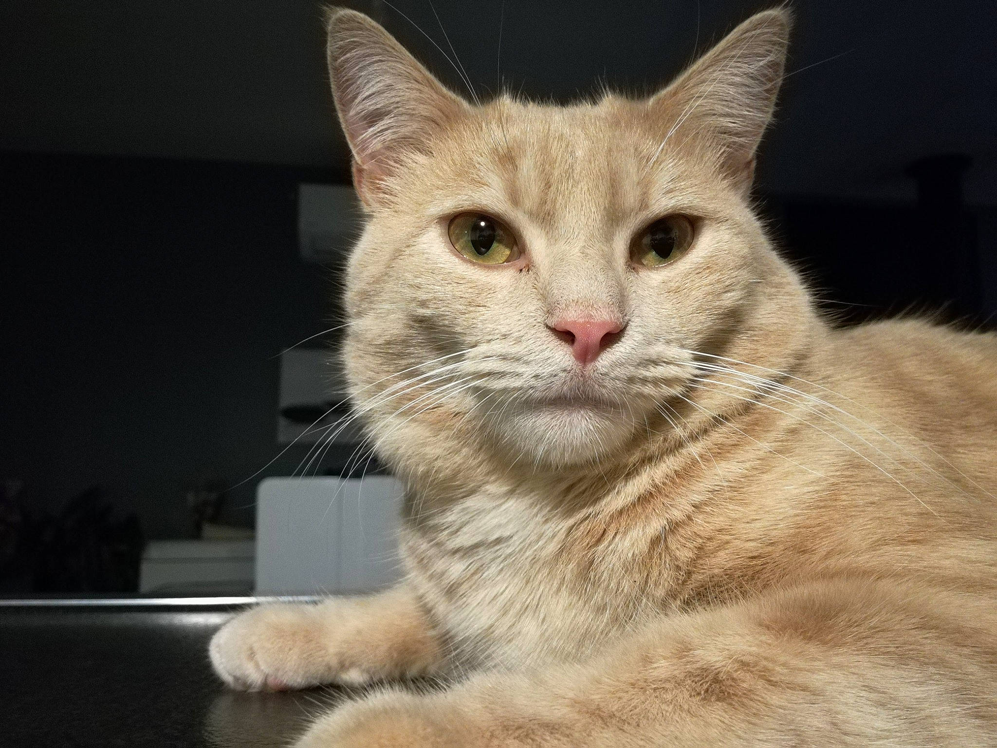 Wapy a rejoint le concours — aidez-le/la à gagner de superbes lots ! beige, carnivore, cat, domestic_short_haired_cat, fawn, felidae, fur, mammal, peach, small_to_medium_sized_cats, snout, vertebrate, whiskers