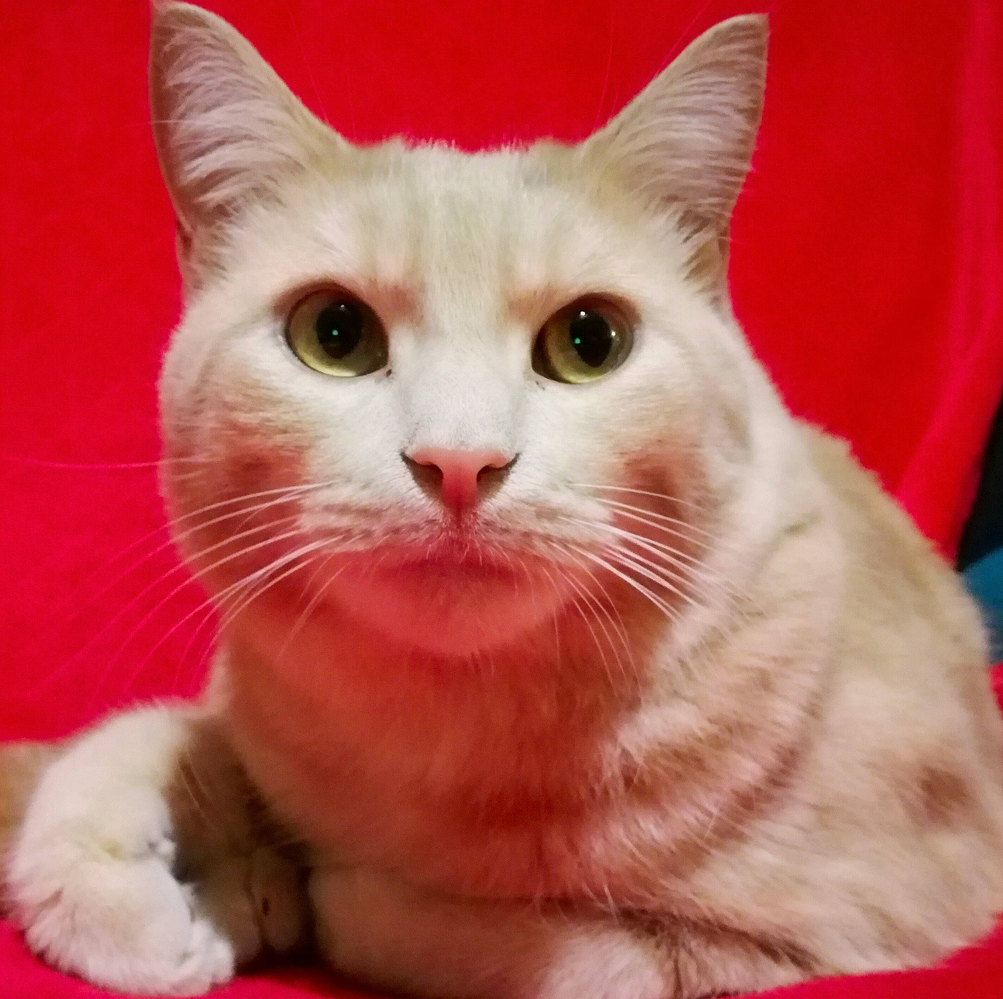 Wapy participe au concours pour gagner de l'argent avec cette photo : carnivore, cat, domestic_short_haired_cat, felidae, fur, paw, pet_supply, pink, small_to_medium_sized_cats, snout, vertebrate, whiskers