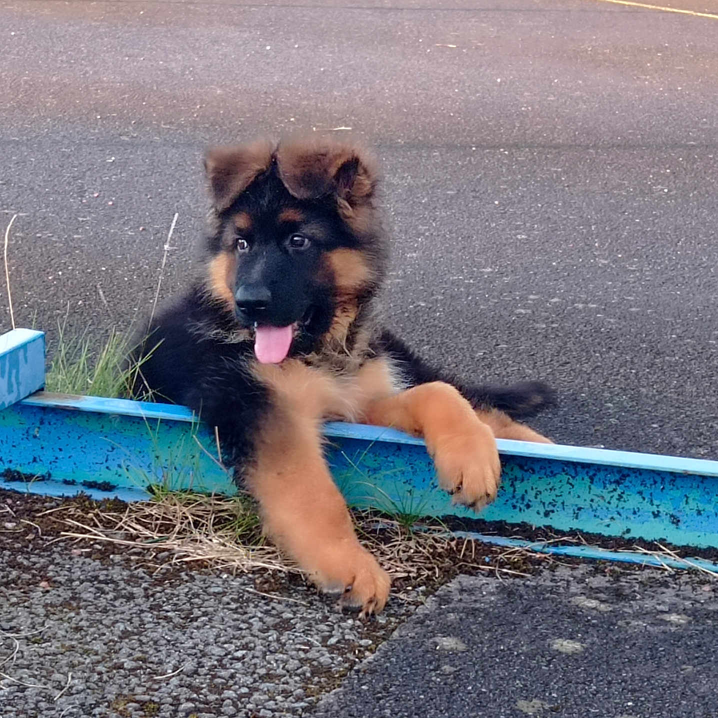 Blood participe au concours pour gagner de l'argent avec cette photo : airedale, animal, bodypart, canine, cockerspaniel, dog, germanshepherd, mouth, papillon, path, person, pet, policedog, puppy, road, sidewalk, slate, tarmac, terrier, tongue