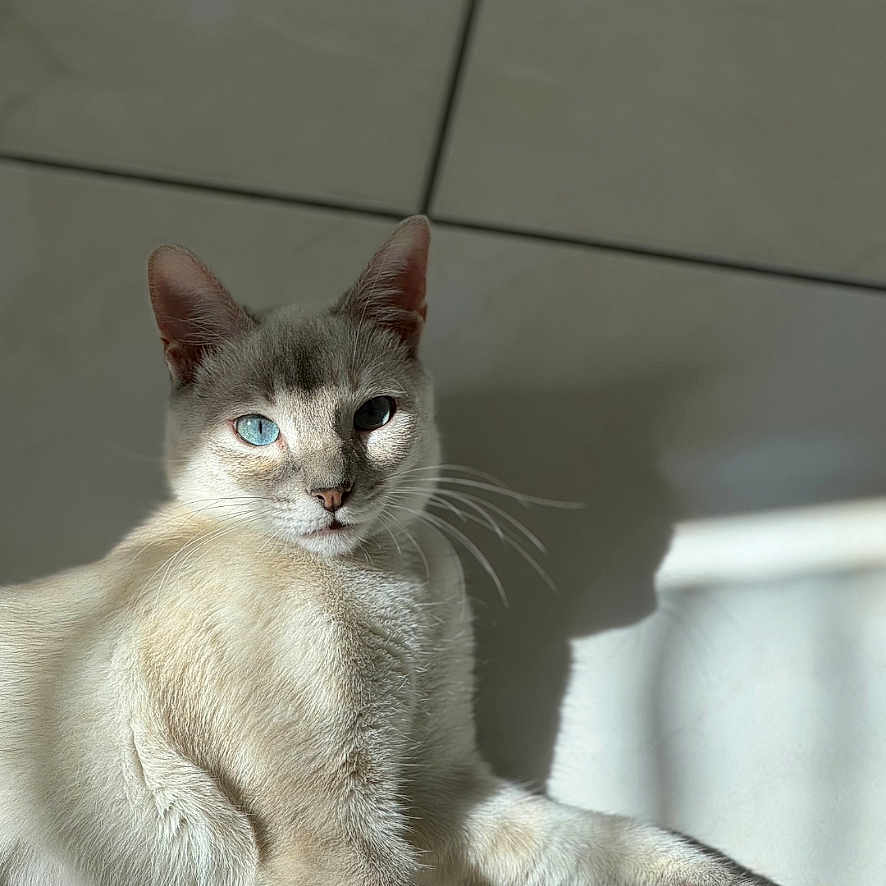 Willow a rejoint le concours — aidez-le/la à gagner de superbes lots ! animal, blue_eyes, cat, close_up, cream_fur, cute, domestic_cat, feline, indoor, lying_down, mammal, natural_light, paw, pet, portrait, relaxed, shadow, sunlight, tile_floor, whiskers