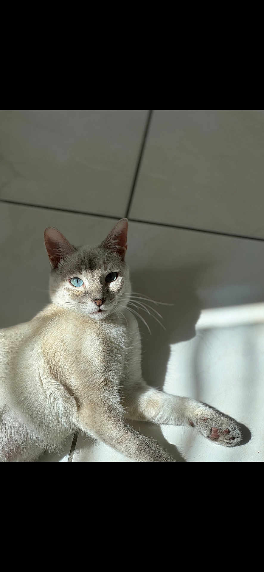 Willow