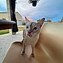 animal, beige, building, cat, chair, curious, daylight, domestic, ears, fur, hanging_plant, nature, outdoor, pet, plant, portrait, sky, sunset, tongue_out, whiskers