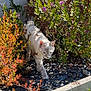 animal, cat, curious, daylight, foliage, garden, gravel, greenery, mammal, nature, outdoor, pet, plants, purple_flowers, shadows, small_animal, stealthy, sunlight, walking, wildlife