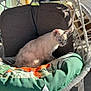 blue_eyes, cat, cozy, cushion, daylight, domestic_animal, feline, gray_shadows, hanging_chair, home_decor, outdoor, patterned_cushion, peaceful, pet, quiet, relaxing, resting, rope_chair, sunlight, white_cat