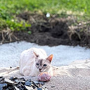Willow participe au concours pour gagner de l'argent avec cette photo : cat, outdoor, sand, grass, rock, stone_pile, animal, pet, blue_eyes, nature, relaxed, curious, feline, ground, sunlight, ear, nose, paw, quiet, daytime