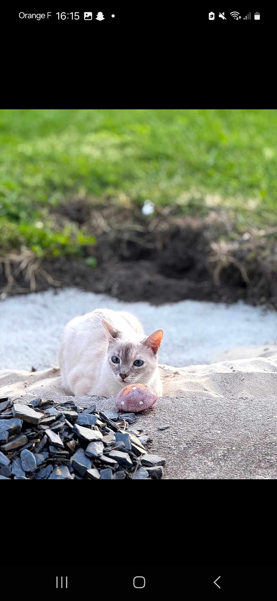 Willow participe au concours pour gagner de l'argent avec cette photo : cat, outdoor, sand, grass, rock, stone_pile, animal, pet, blue_eyes, nature, relaxed, curious, feline, ground, sunlight, ear, nose, paw, quiet, daytime