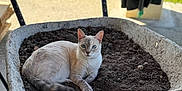 Willow participe au concours pour gagner de l'argent avec cette photo : animal, blue_eyes, cat, closeup, concrete_floor, curious, domestic_cat, fur, garden, green_grass, nature, outdoor, paw, pet, relaxing, resting, soil, sunlight, tail, wheelbarrow