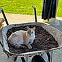 animal, blue_eyes, cat, closeup, concrete_floor, curious, domestic_cat, fur, garden, green_grass, nature, outdoor, paw, pet, relaxing, resting, soil, sunlight, tail, wheelbarrow