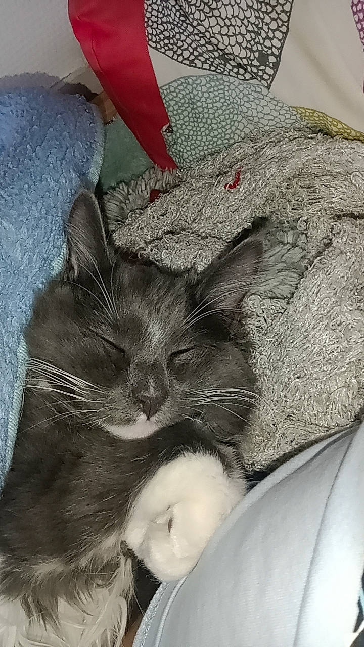 Bingo participe au concours pour gagner de l'argent avec cette photo : bedding, carnivore, cat, cat_bed, claw, comfort, domestic_short_haired_cat, felidae, fur, grey, lap, linens, nap, paw, sleep, small_to_medium_sized_cats, snout, tail, textile, whiskers