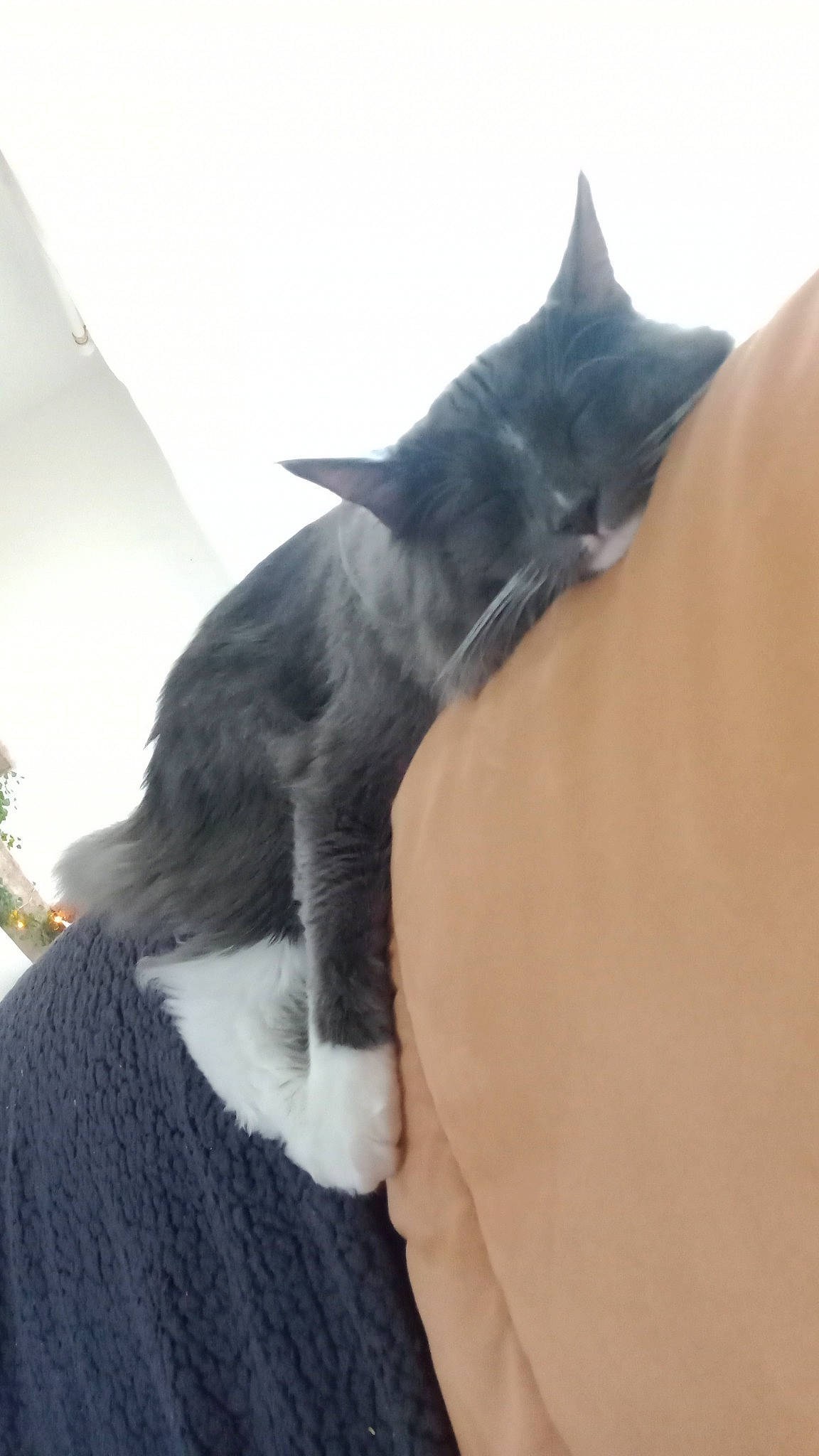 Bingo a rejoint le concours — aidez-le/la à gagner de superbes lots ! black_cat, carnivore, cat, claw, comfort, domestic_short_haired_cat, ear, felidae, fur, gesture, nap, small_to_medium_sized_cats, snout, tail, whiskers