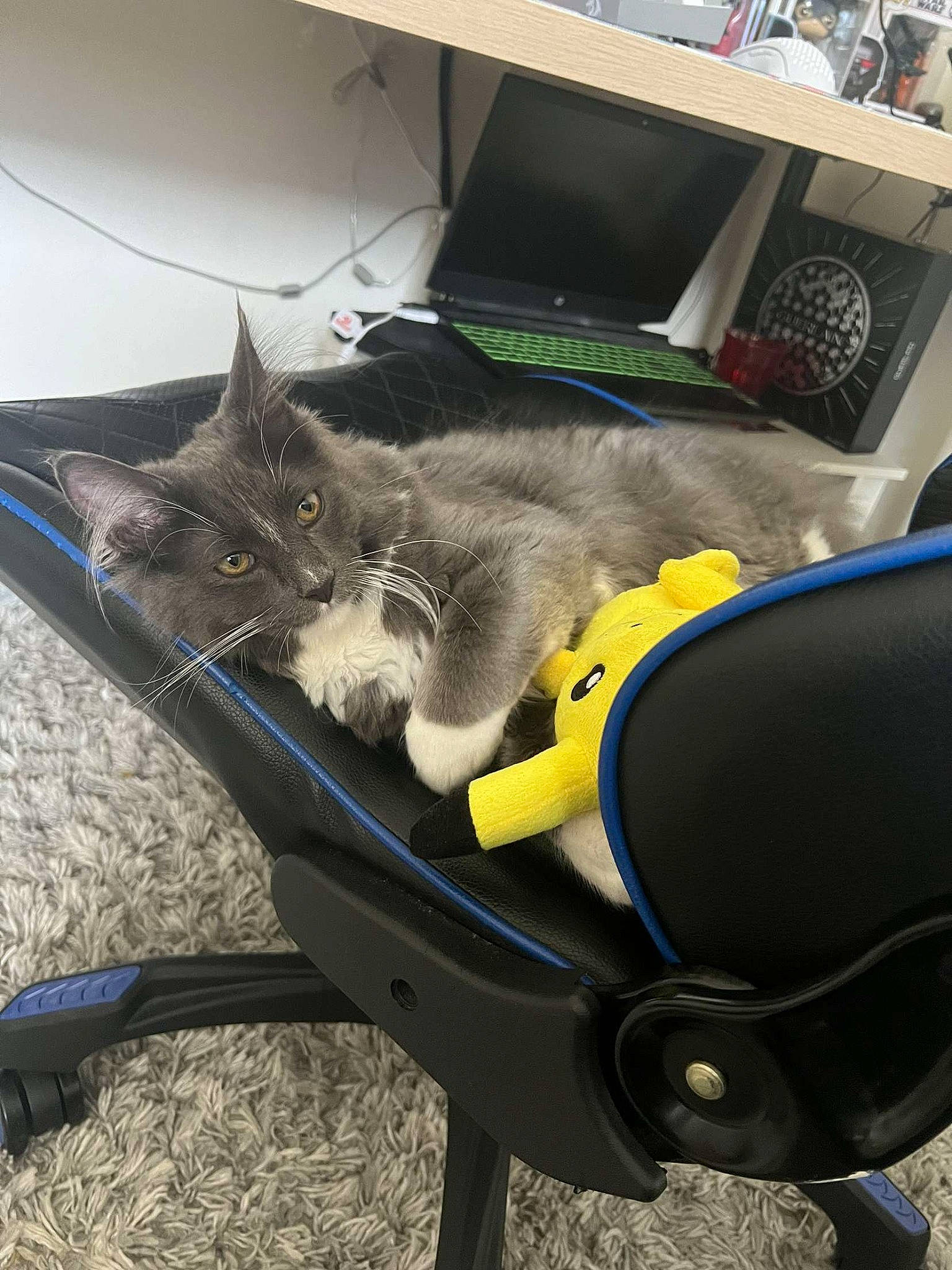Bingo participe au concours pour gagner de l'argent avec cette photo : auto_part, automotive_tire, automotive_wheel_system, bicycle_part, bicycle_saddle, box, carnivore, cat, chair, collar, domestic_short_haired_cat, felidae, fender, fur, metal, rim, small_to_medium_sized_cats, tail, tire, whiskers