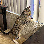 Peanut is registered to the contest to win money with this photo: cat, tabby, indoor, vertical_blinds, carpeted_perch, curious, pet, feline, window, wall, looking, standing, whiskers, ears, tail, paws, light, shadow, texture, home