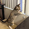 carpeted_perch, cat, curious, ears, feline, home, indoor, light, looking, paws, pet, shadow, standing, tabby, tail, texture, vertical_blinds, wall, whiskers, window